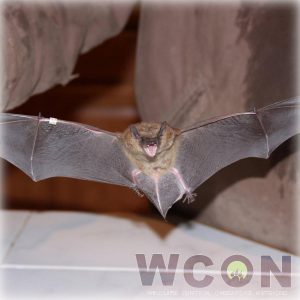 Bat removal - get bats out